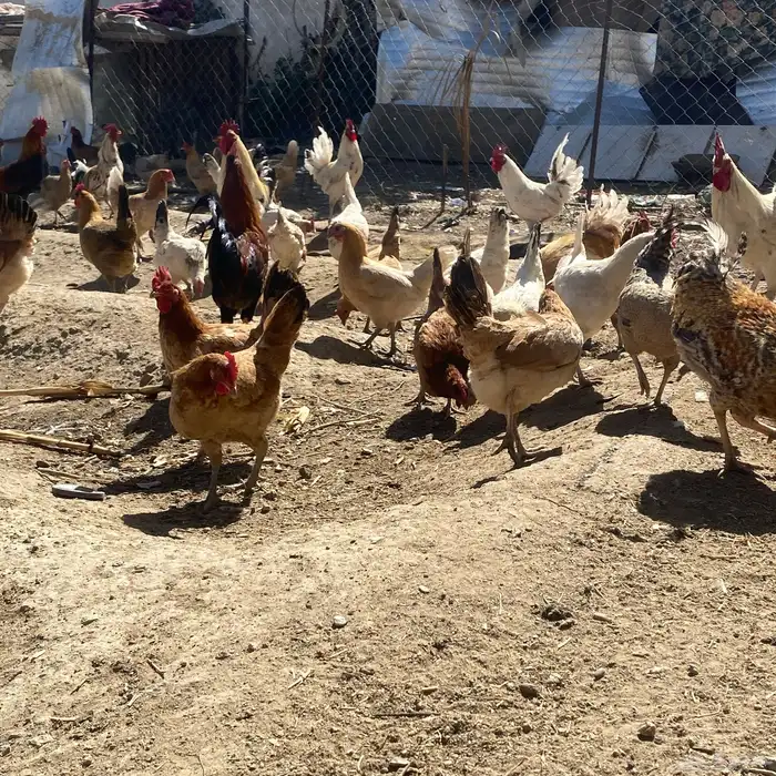 دجاج بلدي 9