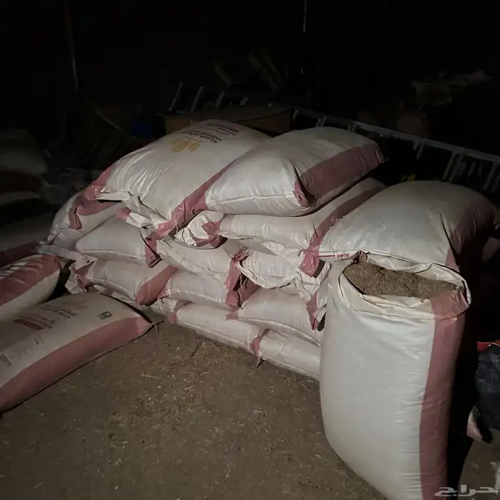 حشف تمر سعف مع تمرمخلوط مكينه حلال حشف مواشي وغنم للبيع سعف 3