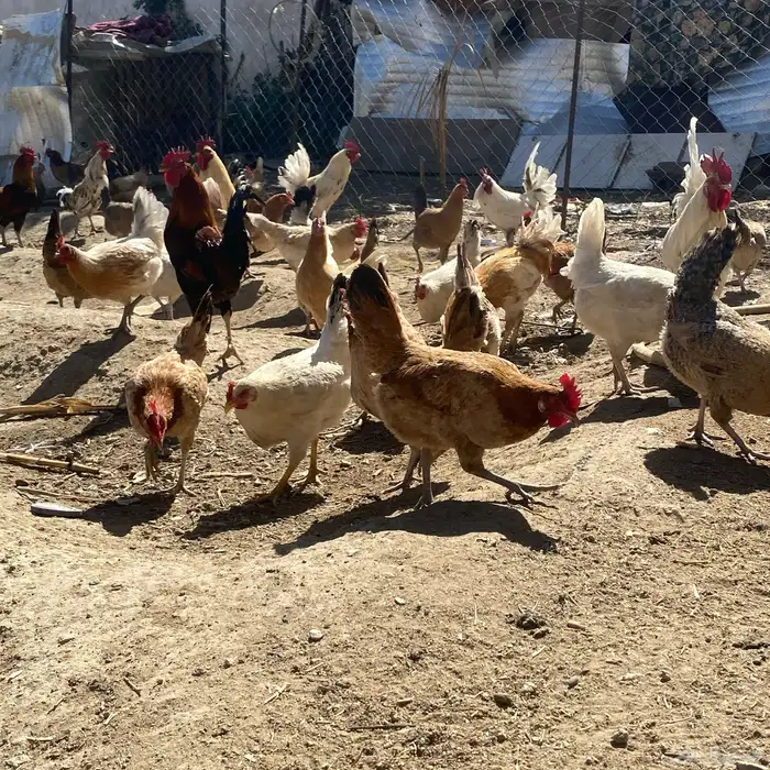 دجاج بلدي 10