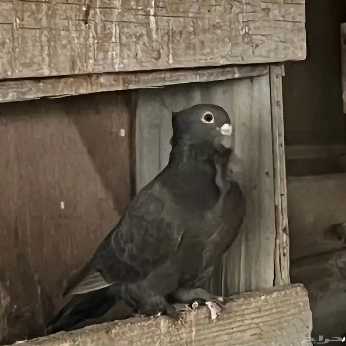 حمام حب الرمان 1