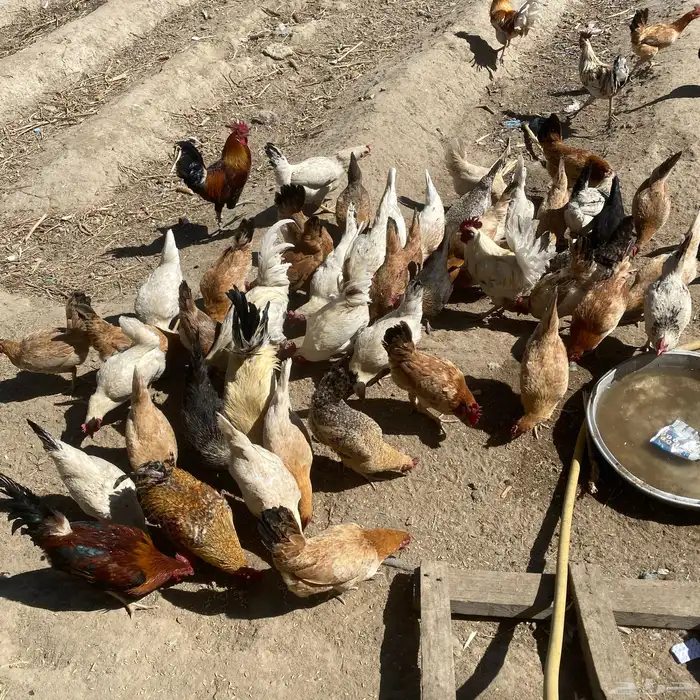 دجاج بلدي 11