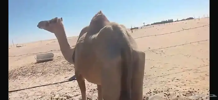 ناقة مصعد اليوم 0