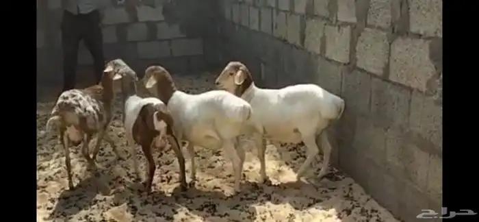 خرفان برابر 1