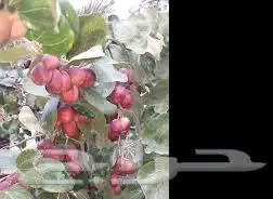 شتلات عنب حلواني وسدر تفاحي احمر 3