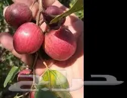شتلات عنب حلواني وسدر تفاحي احمر 4
