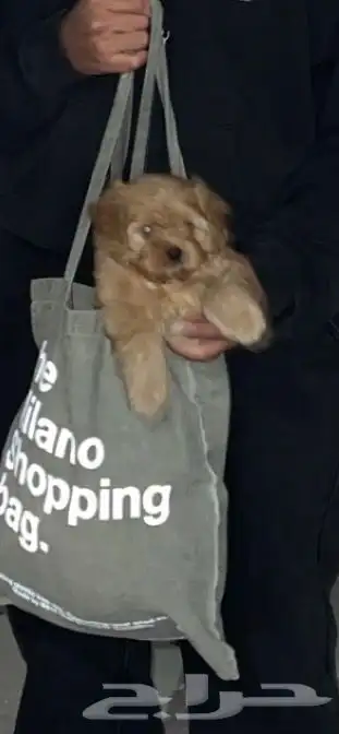 كلب بودل للبيع 1