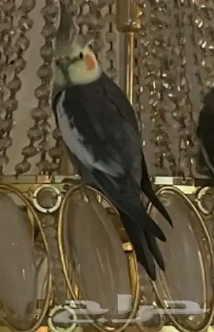 طائر كروان مفقود بالعلا 1