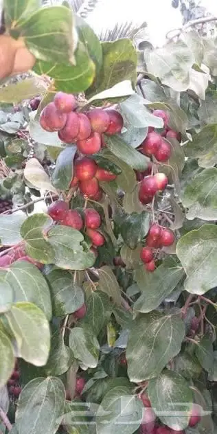 شتلات عنب حلواني وسدر تفاحي احمر 1