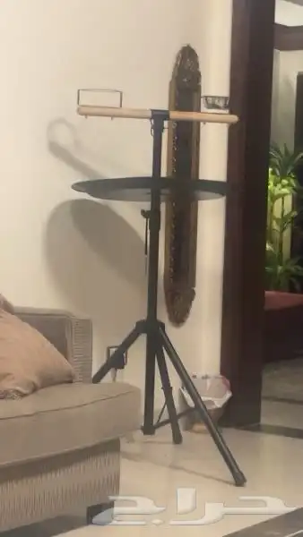 بغبغاء كوكاتو قالا الوردي 6