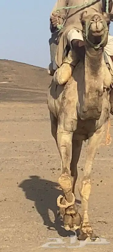 ركبي طيب للبيع 2