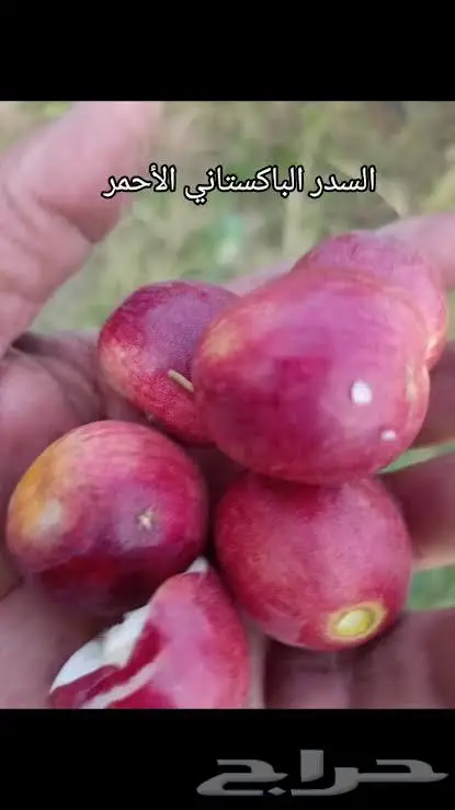 شتلات عنب حلواني وسدر تفاحي احمر 2