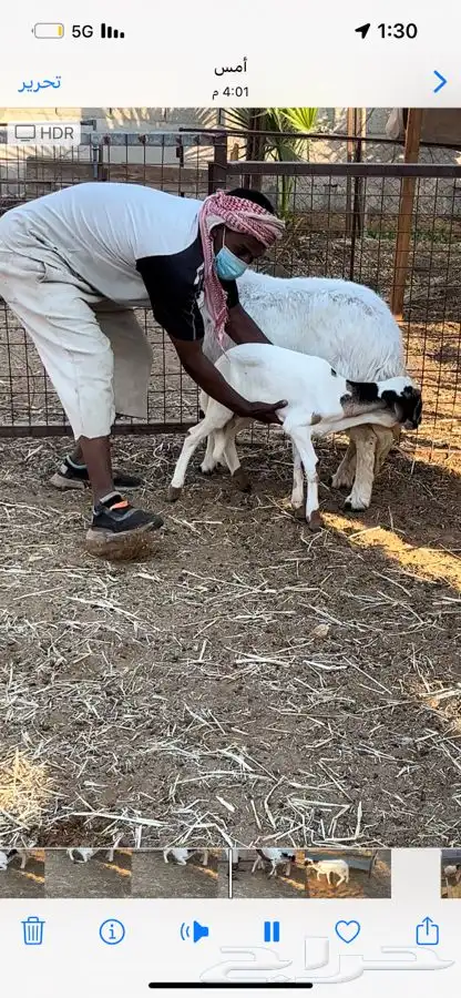 خروف داغور 1