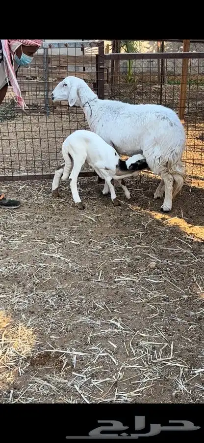 خروف داغور 3