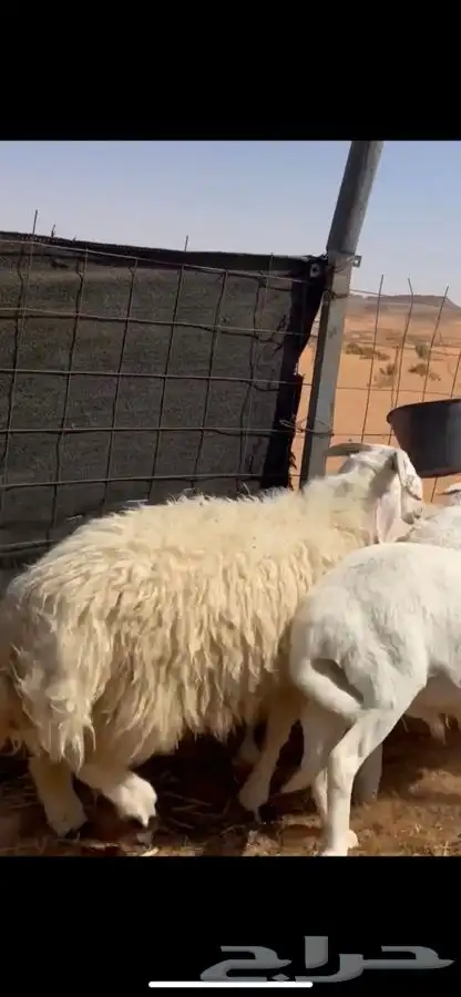 ذبايح طيبه مع خدمة السلخ والتوصيل 3