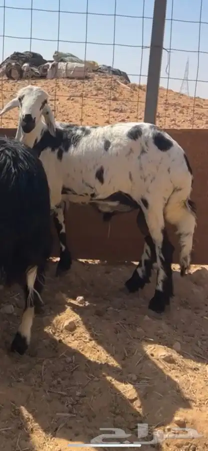 ذبايح طيبه مع خدمة السلخ والتوصيل 0