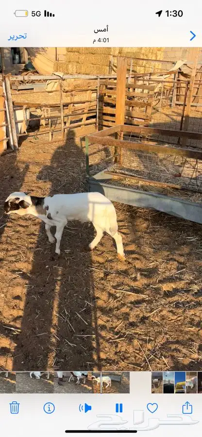 خروف داغور 4