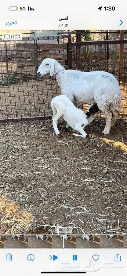 خروف داغور 2