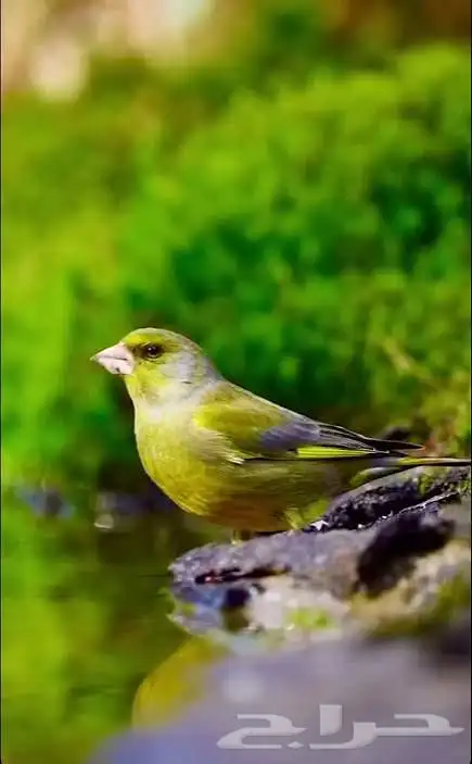 الحسون الخضري 2