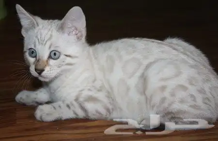 قطط بنغال جاهزين للاستلام للبيع 6