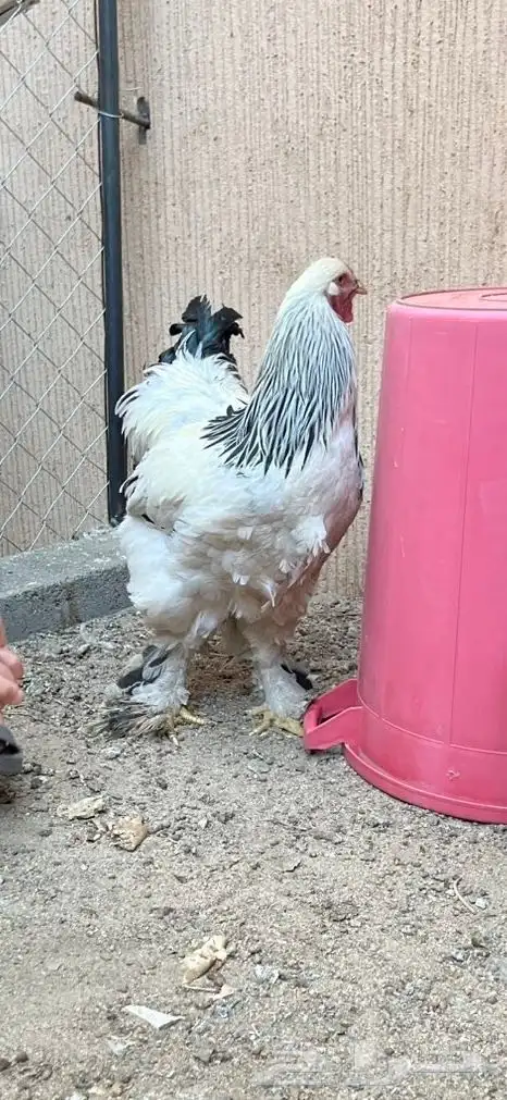 دجاج براهما كلمبي 0