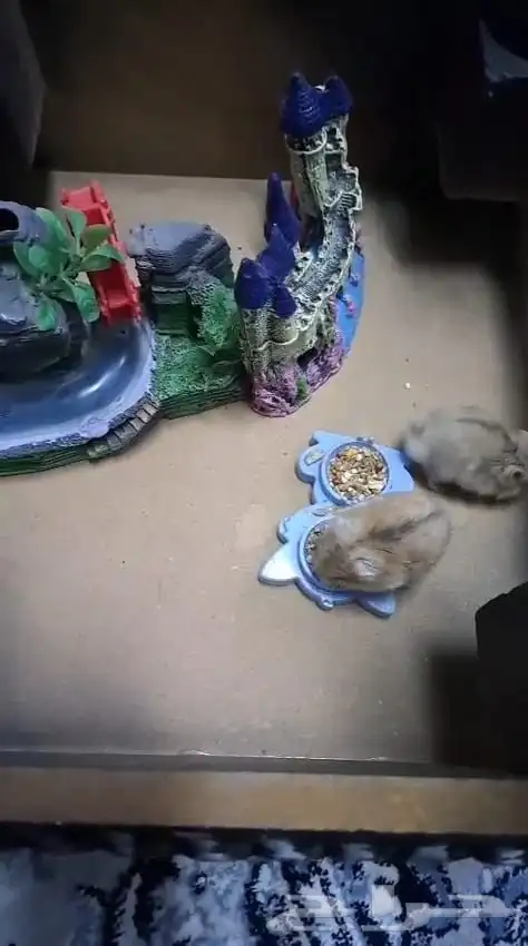 هامستر ونتر وايت للبيع 0