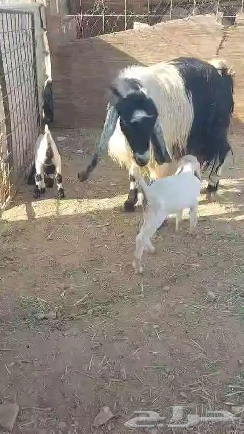 للبيع عنز فاخرة تحتها 2 0