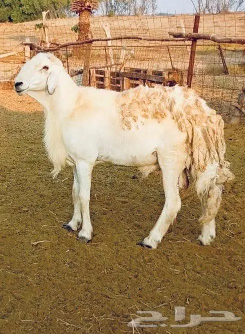 فحل حري من مراح صنف 0