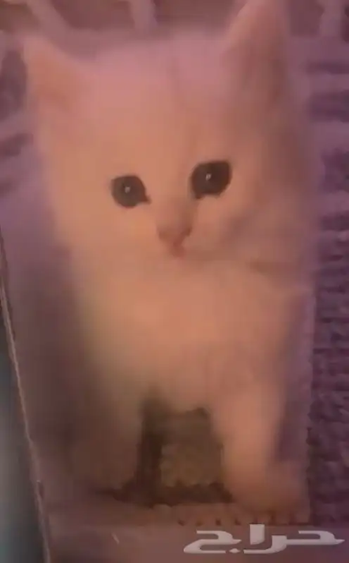 قطه للبيع 1