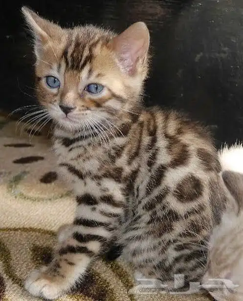 قطط بنغال جاهزين للاستلام للبيع 3