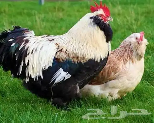 دجاج الفافيرول الفرنسي 0