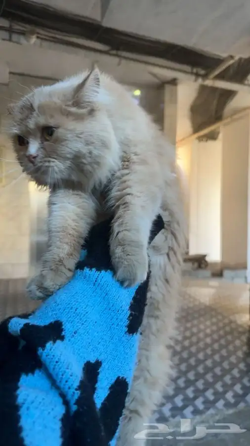 عند النادي النسائي 0