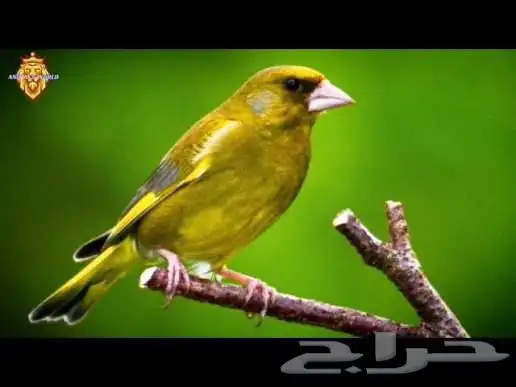 الحسون الخضري 1