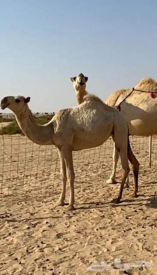 عشاير شقح كفو اباكير وتحتها بكار طيبه للبيع 7