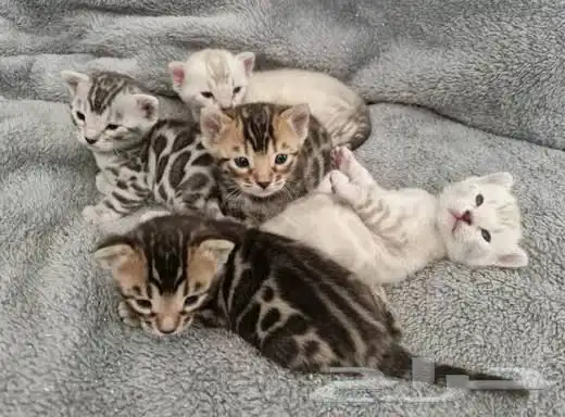 قطط بنغال جاهزين للاستلام للبيع 2
