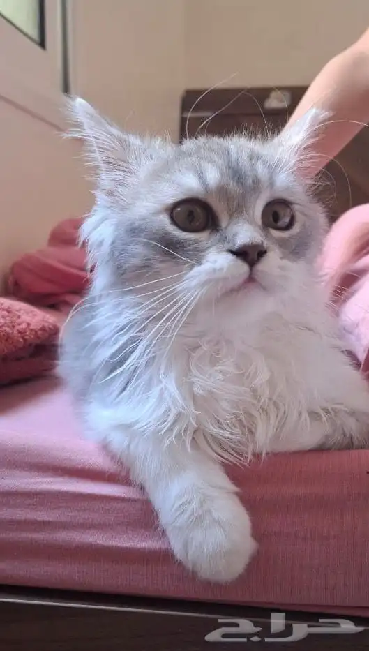 الخبر مدينة العمال شارع الأمير مشاري 3