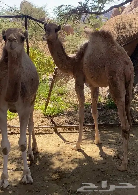 للبيع بكرتين اعمارها على خمسة شهور 3