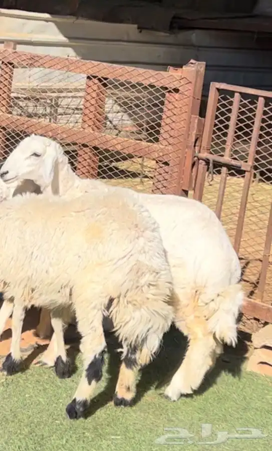 ذبايح طيبه مع خدمة السلخ والتوصيل 1