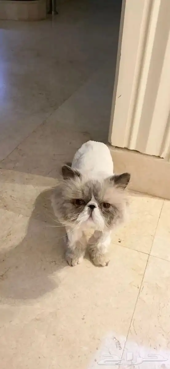 قط بيكي فيس للتبني سليم وماخذ كل التطعيمات معاه جواز سفر 0