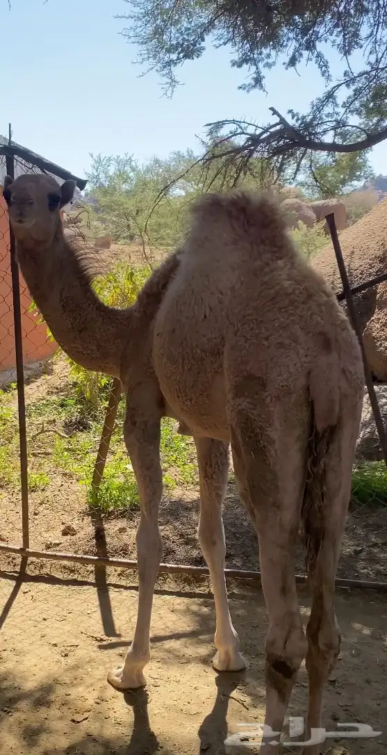 للبيع بكرتين اعمارها على خمسة شهور 0