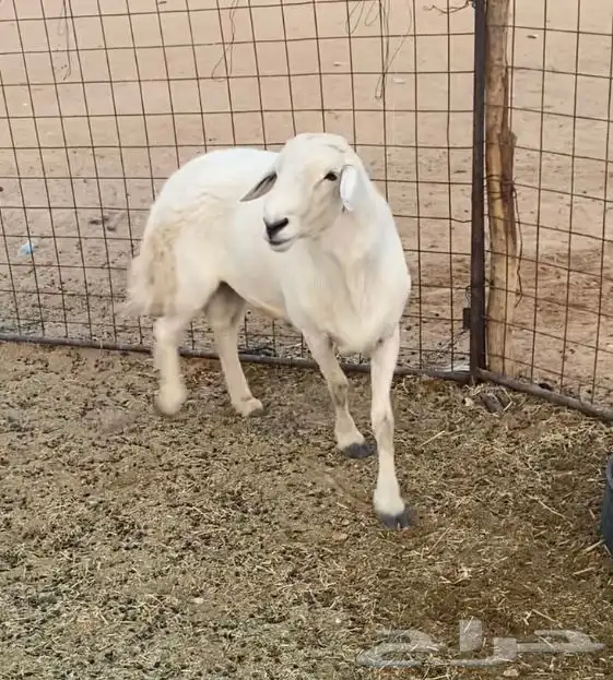 حريات عدد 19 بفحلها 4