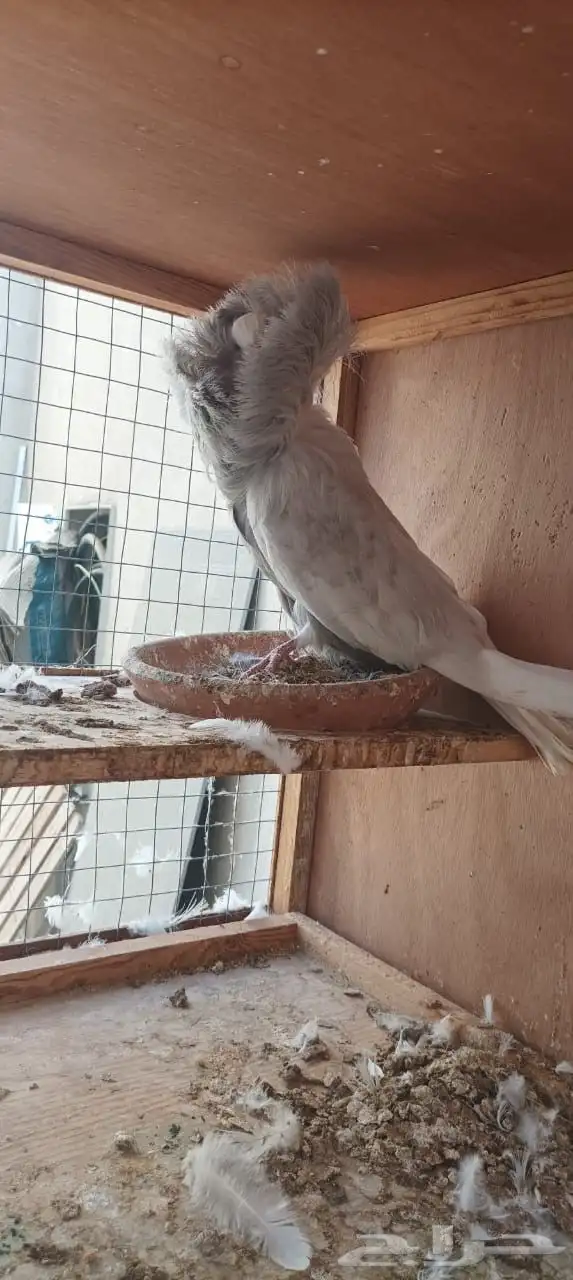 حمام للبيع مع المحكر الخشب 0