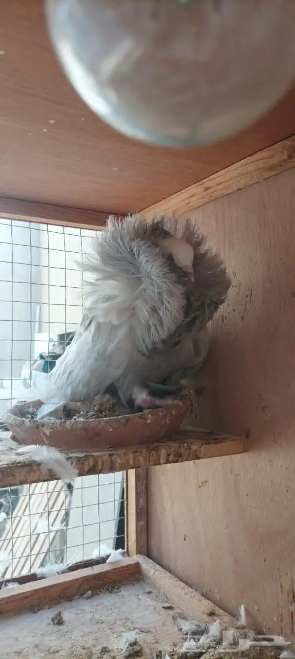 حمام للبيع مع المحكر الخشب 1