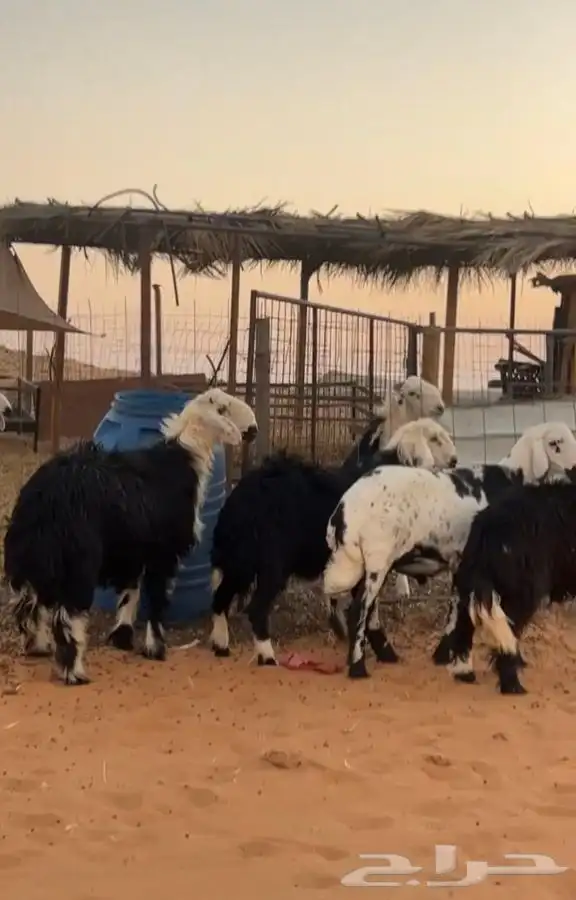 ذبايح طيبه مع خدمة السلخ والتوصيل 2