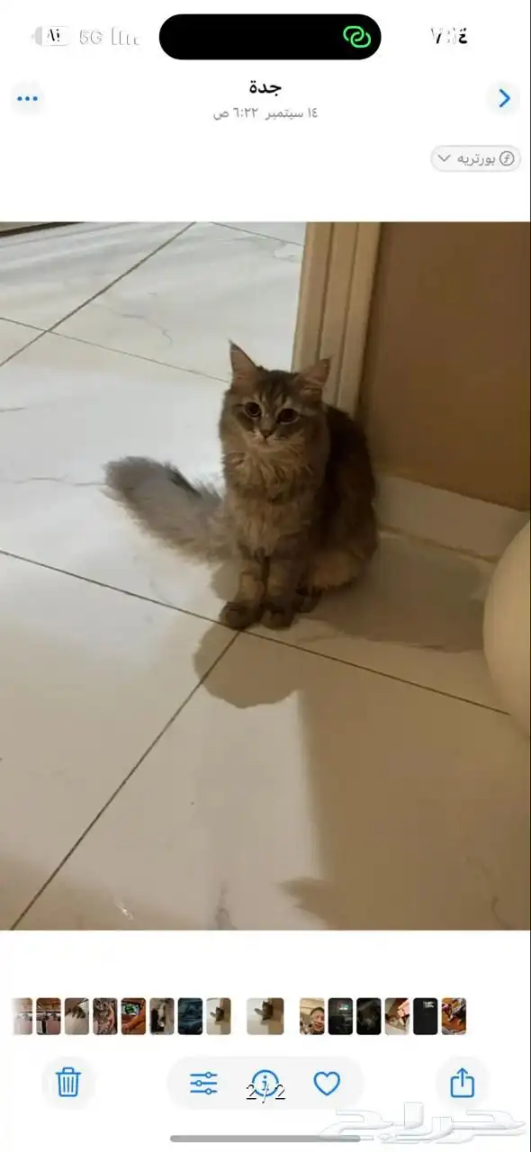 السلام عليكم قطتان ضايعه في القرنيه اللي يلقاها يتواصل خاص 1