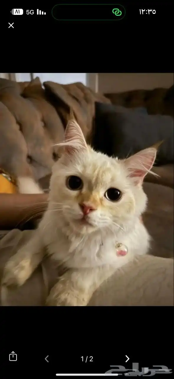 السلام عليكم قطتان ضايعه في القرنيه اللي يلقاها يتواصل خاص 0