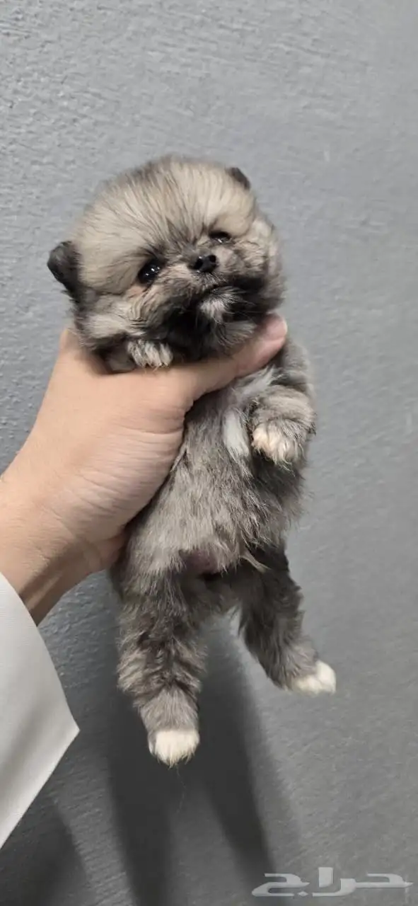 بومرينيان تي كب للبيع 1