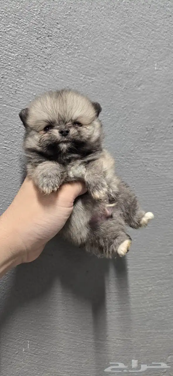 بومرينيان تي كب للبيع 0