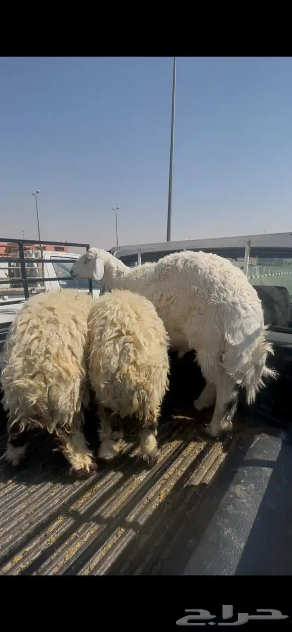 خروف حري عمره 8 شهور ورخال حريات زتم البيع خارج الموقع 0