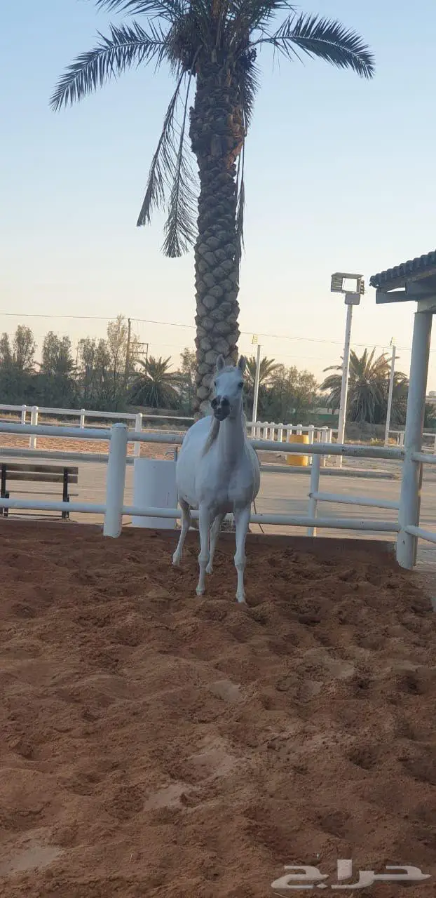 فرس واهو لقاح 8 شهور على مقبل عذبة ولد ستدل 0