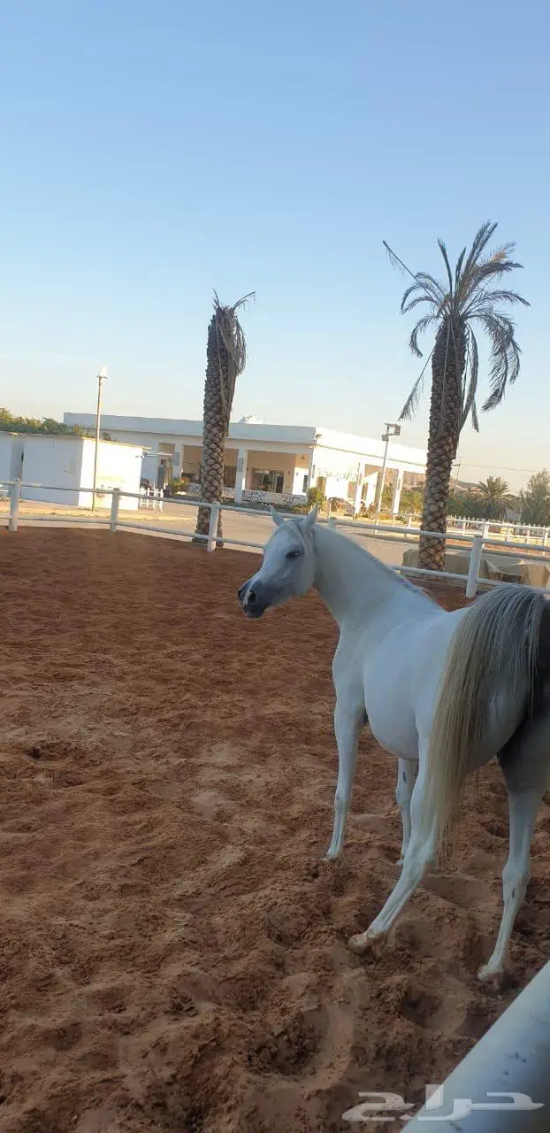 فرس واهو لقاح 8 شهور على مقبل عذبة ولد ستدل 1